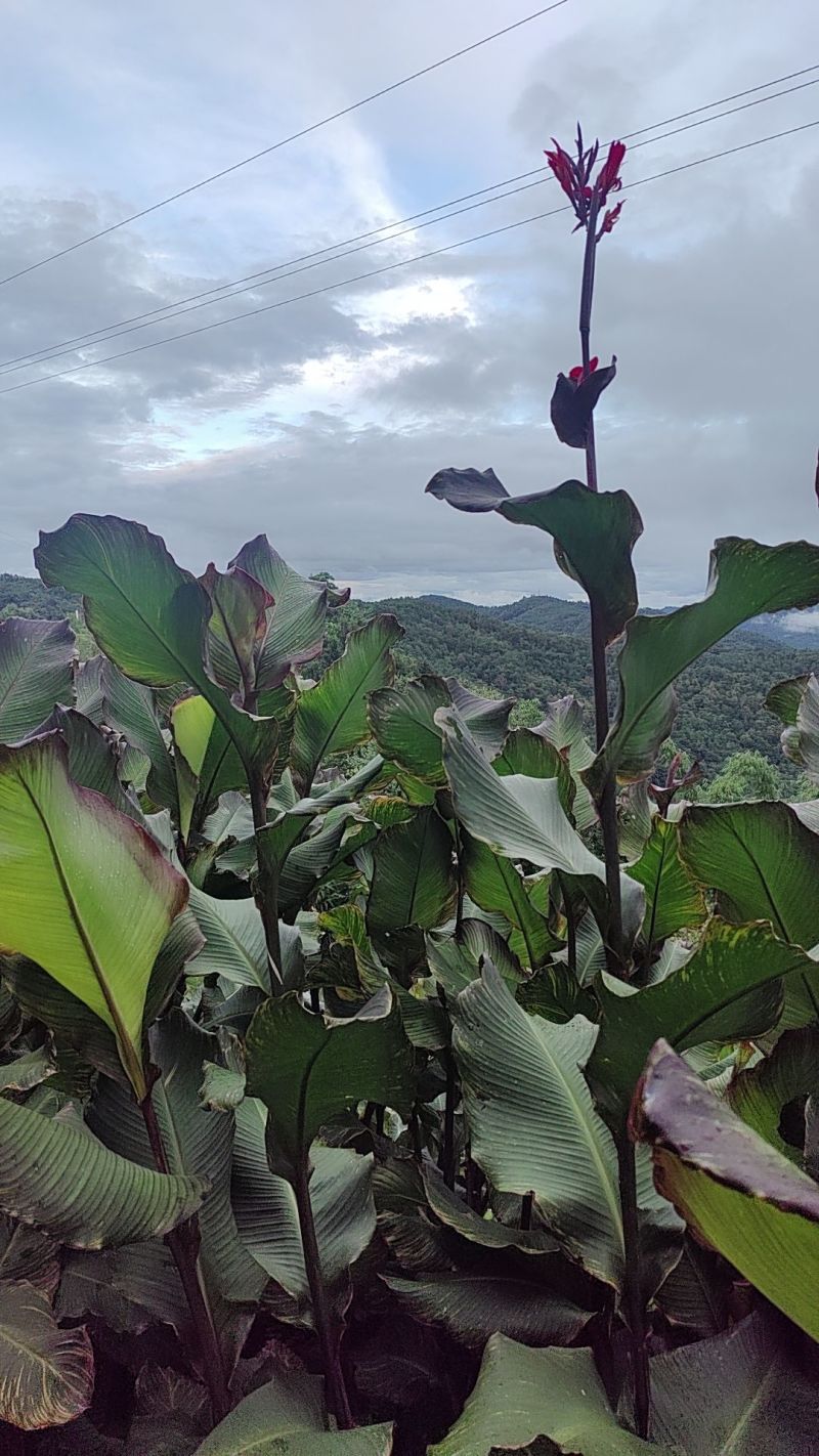 芭蕉芋淀粉