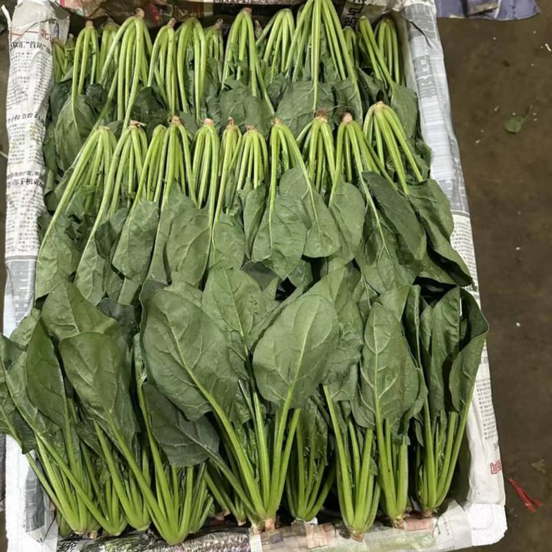 精品菠菜