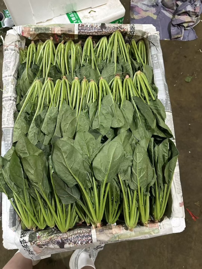精品菠菜