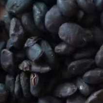 淡豆豉