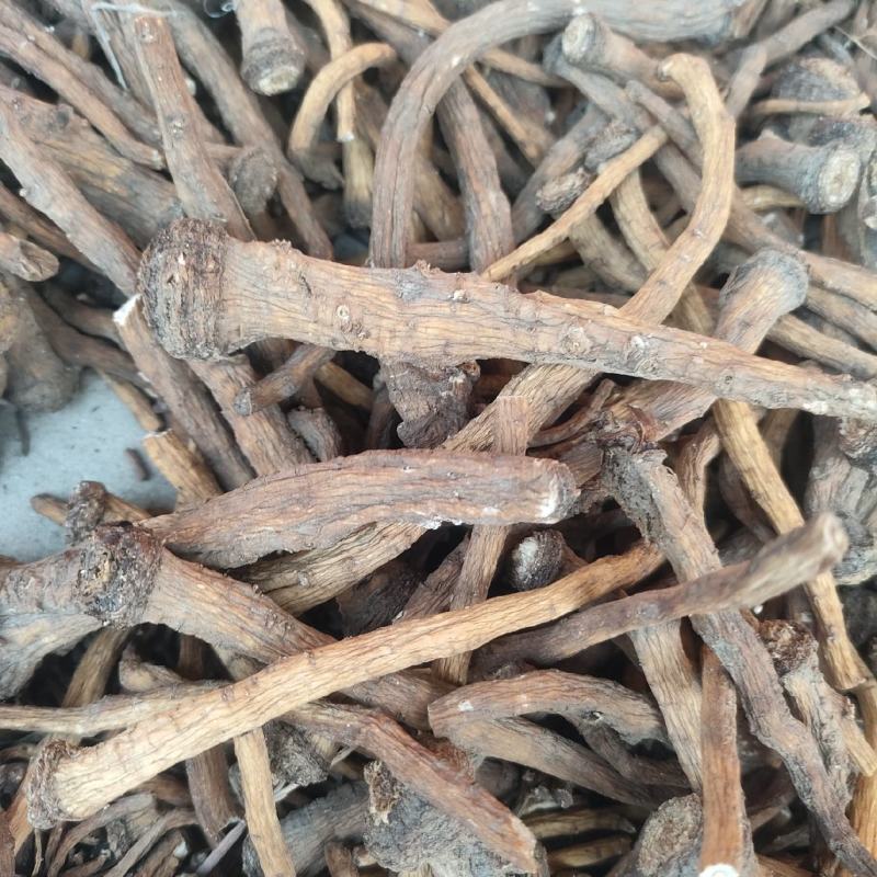 蒲公英根