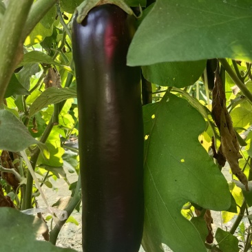 布莱迪绿把长茄