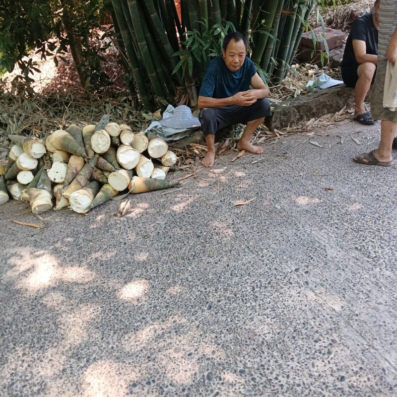 产地直发带壳鲜货麻竹笋短个头嫩气口感好