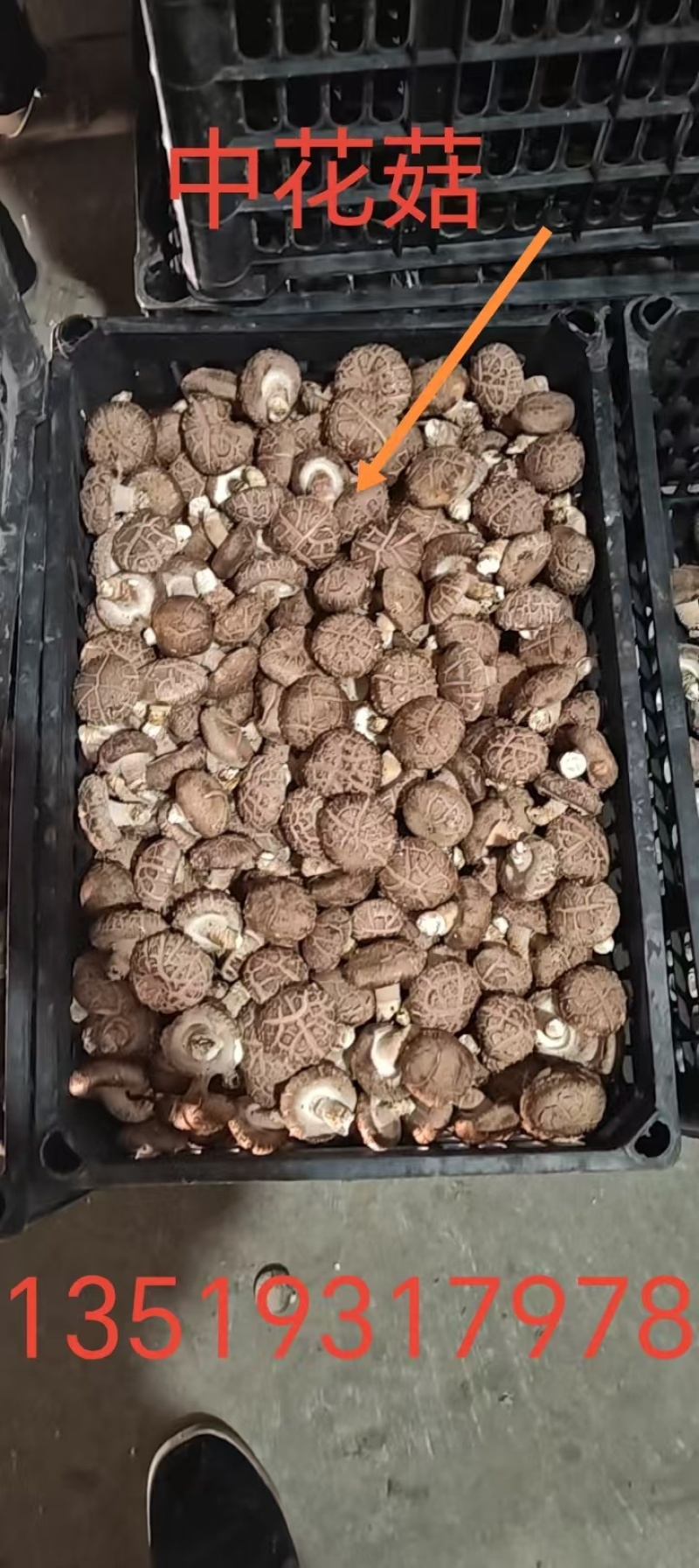 香菇大花，中华大白，小白菜菇都有
