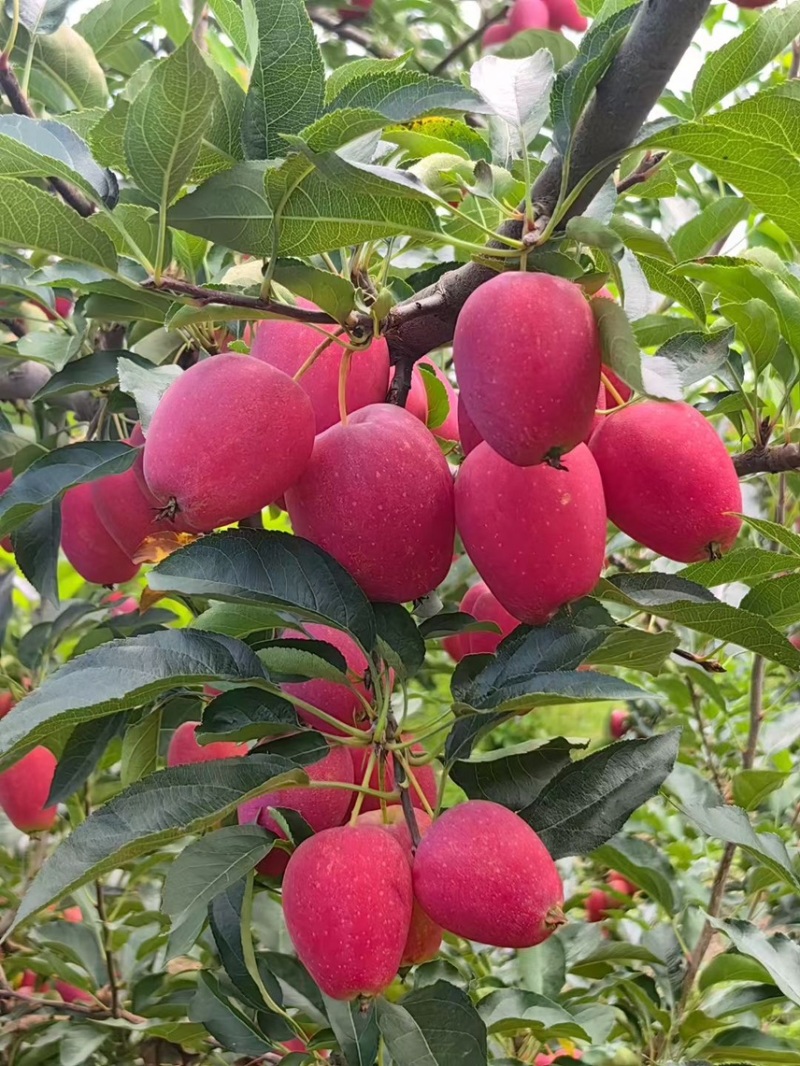 沙土地鸡心果