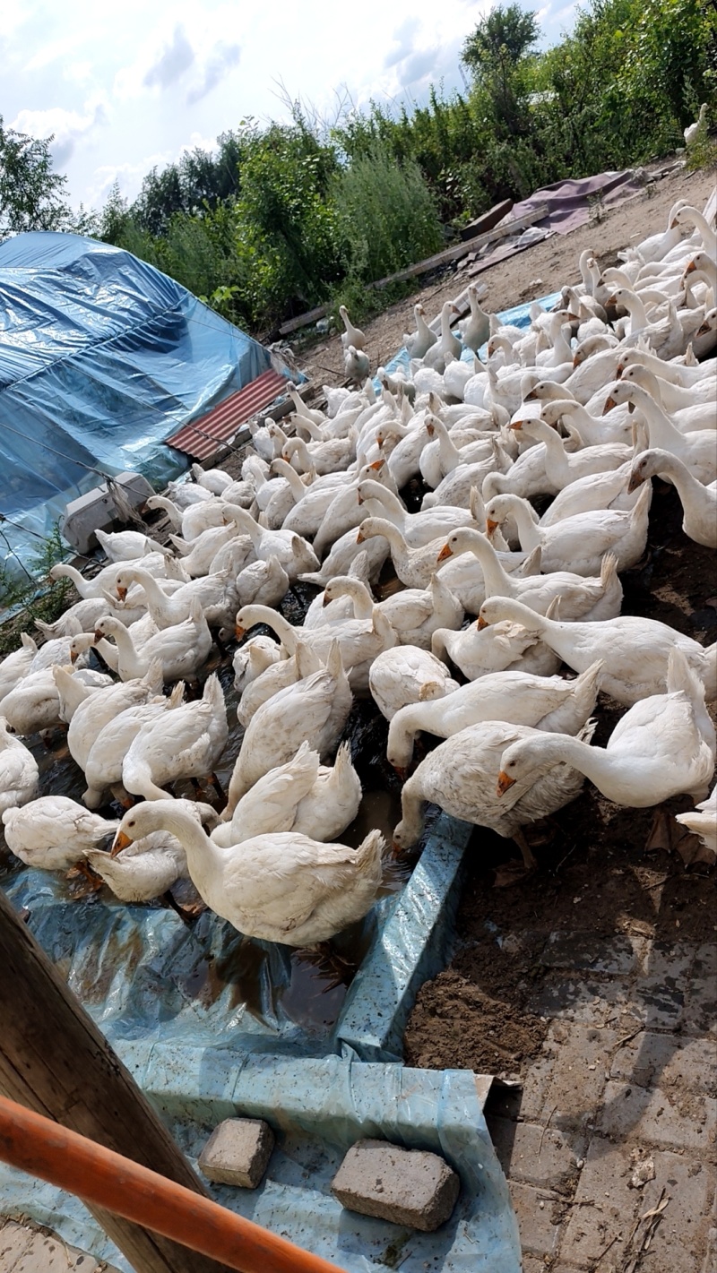霍尔多巴吉种公鹅