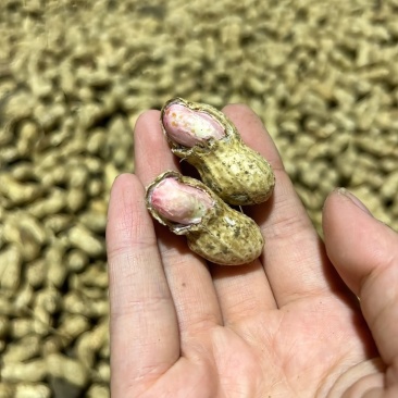 新鲜沙土鲜