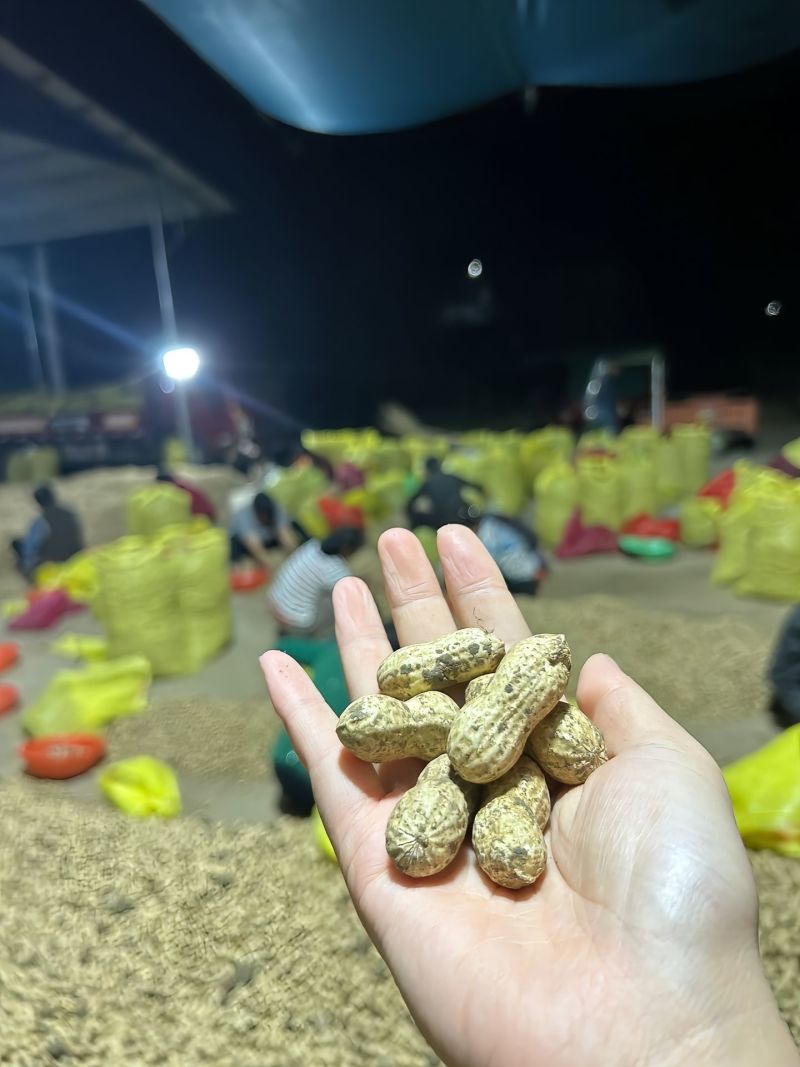 新鲜沙土鲜