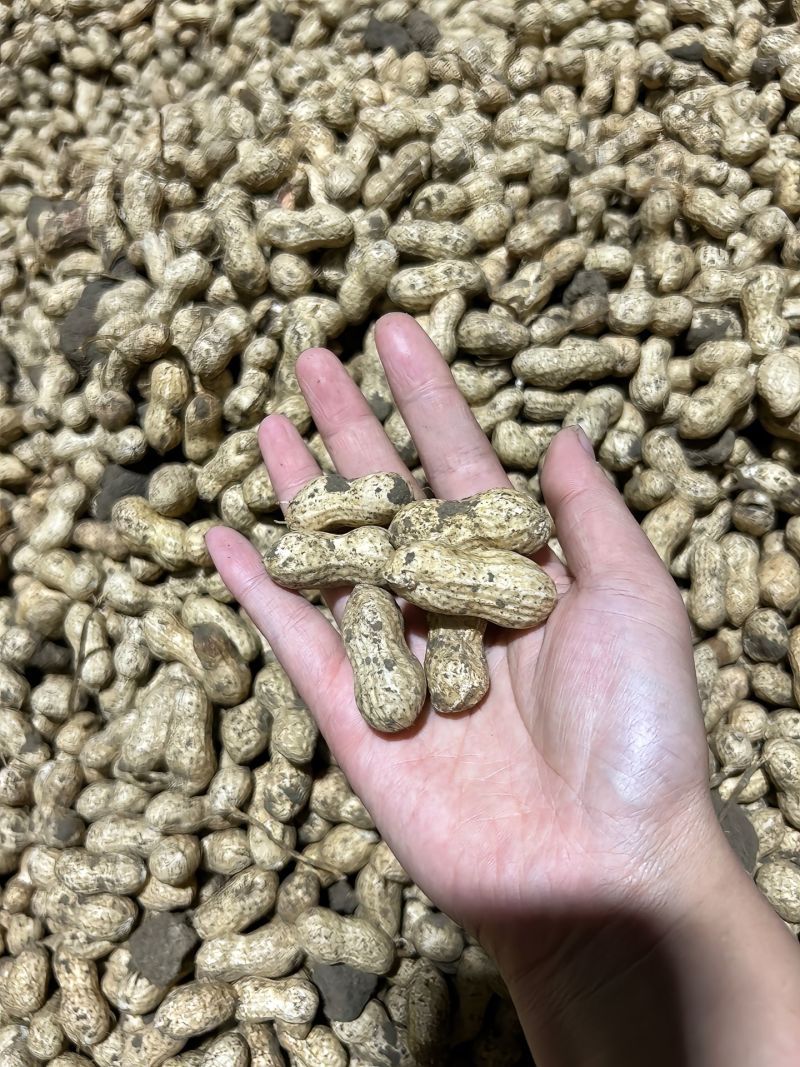 新鲜沙土鲜
