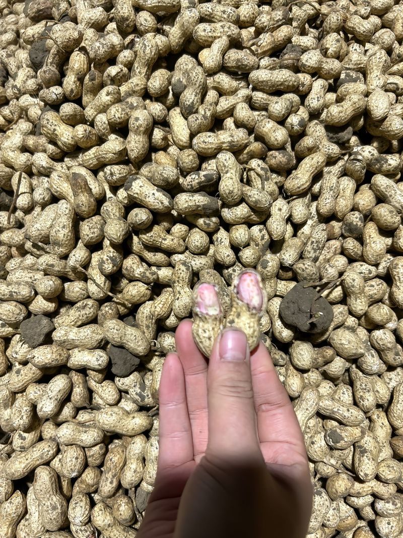 新鲜沙土鲜