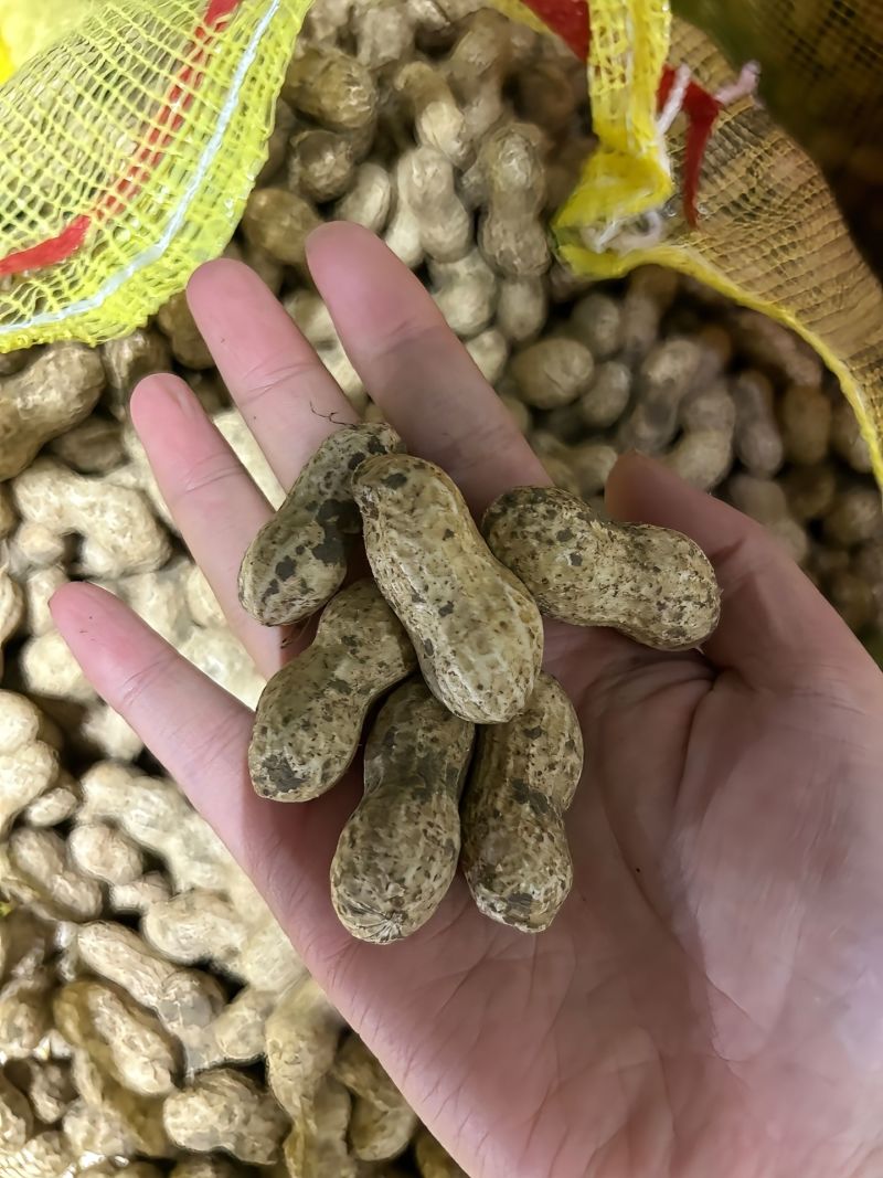 新鲜沙土鲜
