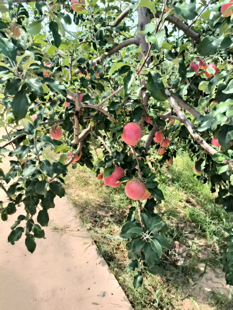 陕西基地华硕光果十二万货好，价格合适欢迎新老客户前来对接