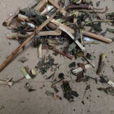 败酱草(百花型)