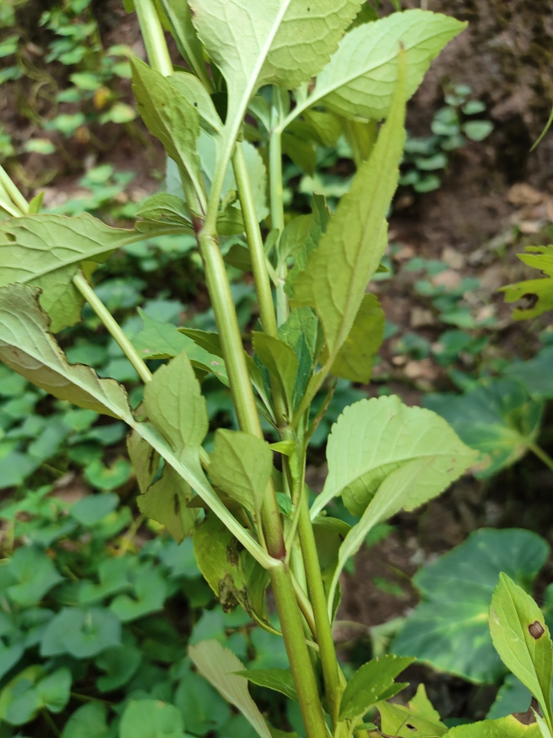 败酱草(百花型)