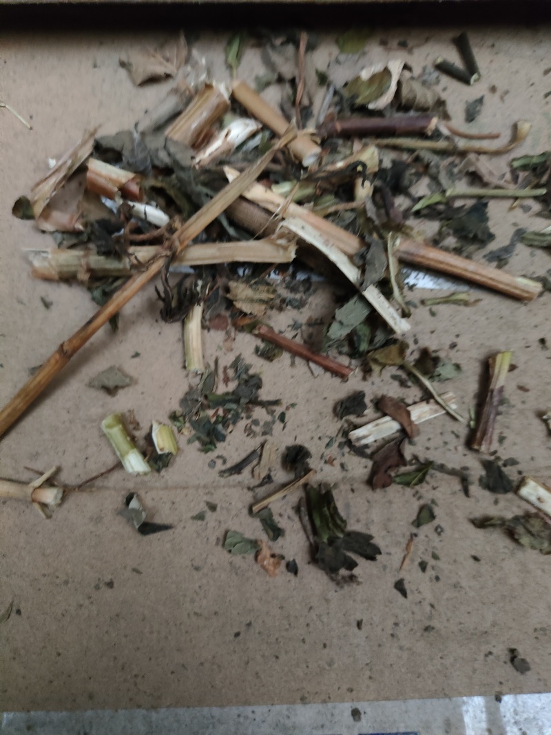 败酱草(百花型)