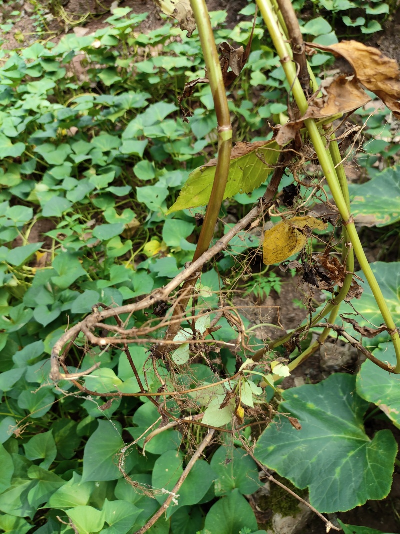 败酱草(百花型)