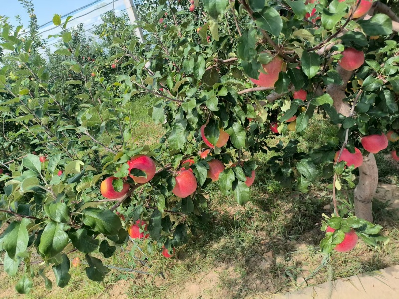 陕西基地华硕光果十二万货好，价格合适欢迎新老客户前来对接