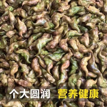 湖北新鲜菱角产地现摘现发保质保量可供各大商超及市场
