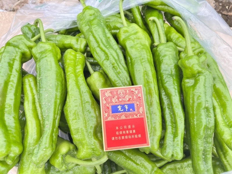 辣椒鲜辣椒薄皮大青椒，精品上市，可视频看货，产地直销