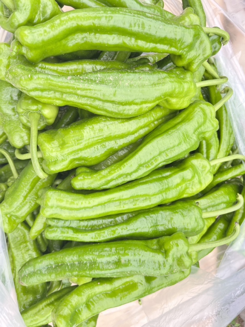 辣椒鲜辣椒薄皮大青椒，精品上市，可视频看货，产地直销