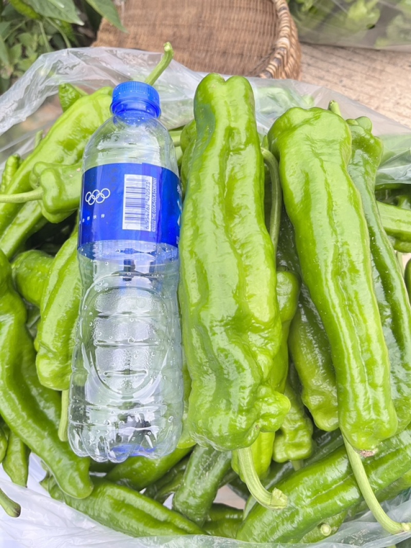 辣椒鲜辣椒薄皮大青椒，精品上市，可视频看货，产地直销