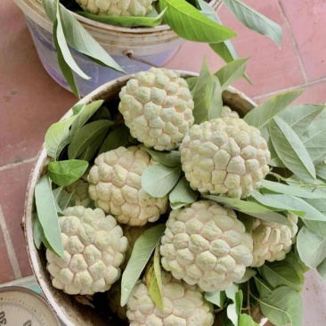 大目释迦有现货有现货
