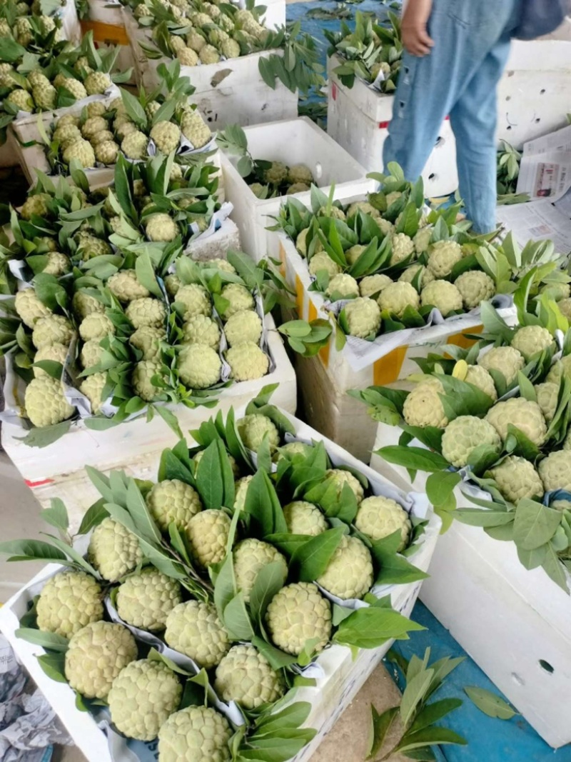 大目释迦有现货有现货