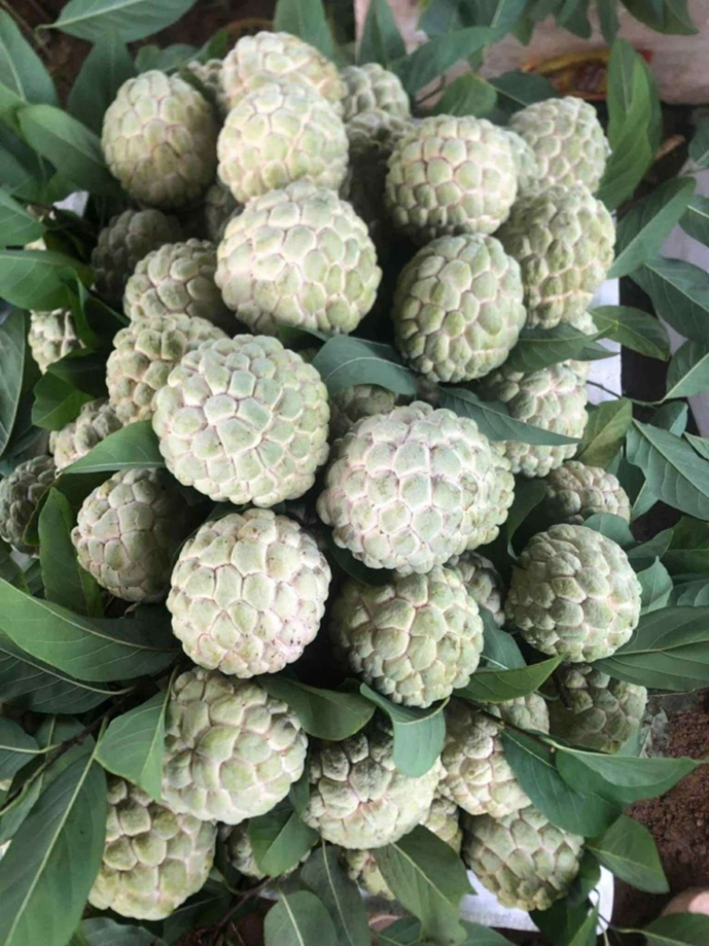 大目释迦有现货有现货