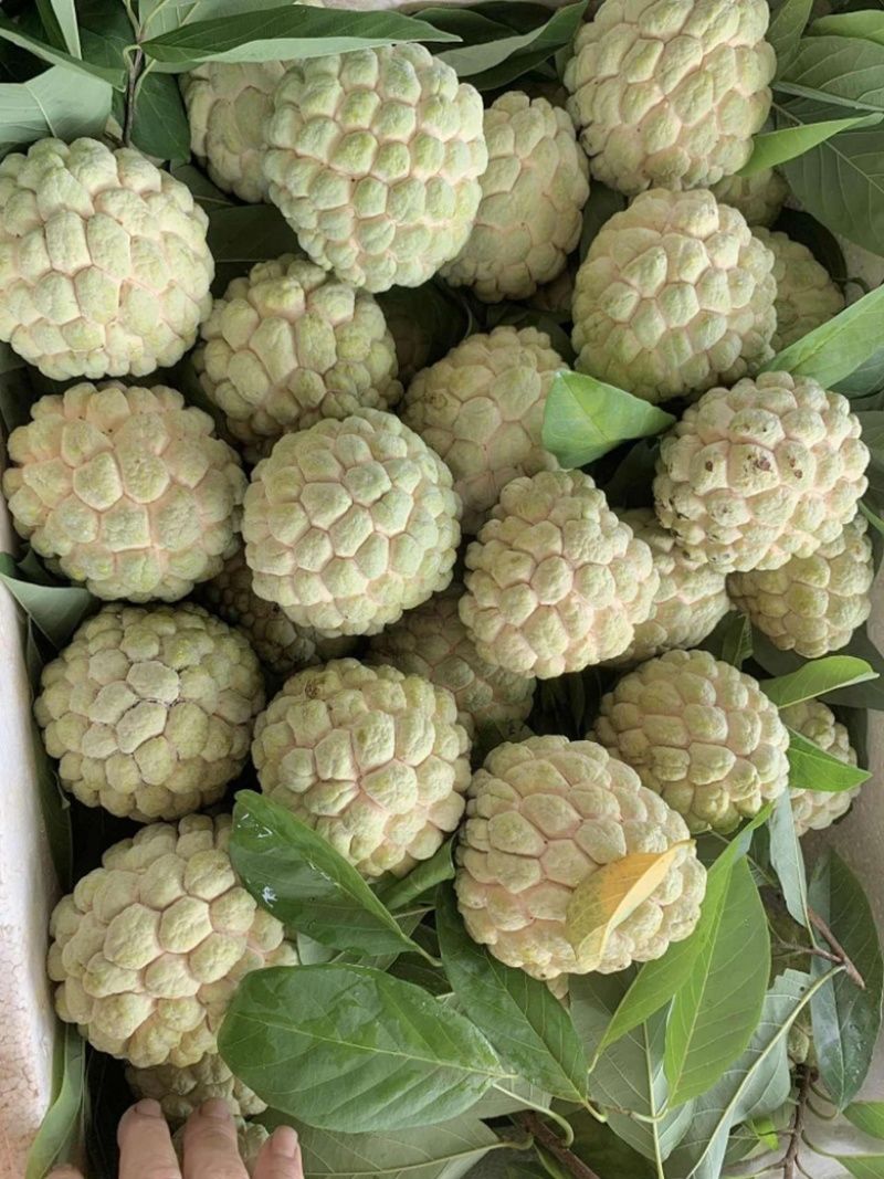 大目释迦有现货有现货