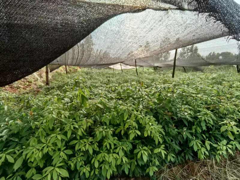 金丝楠木种苗，量大从优，80公分左右，地点平昌，不活补发