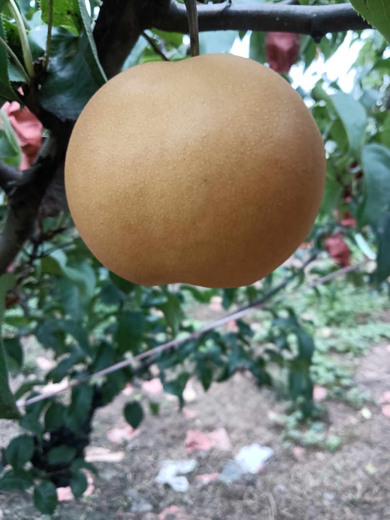 圆黄梨