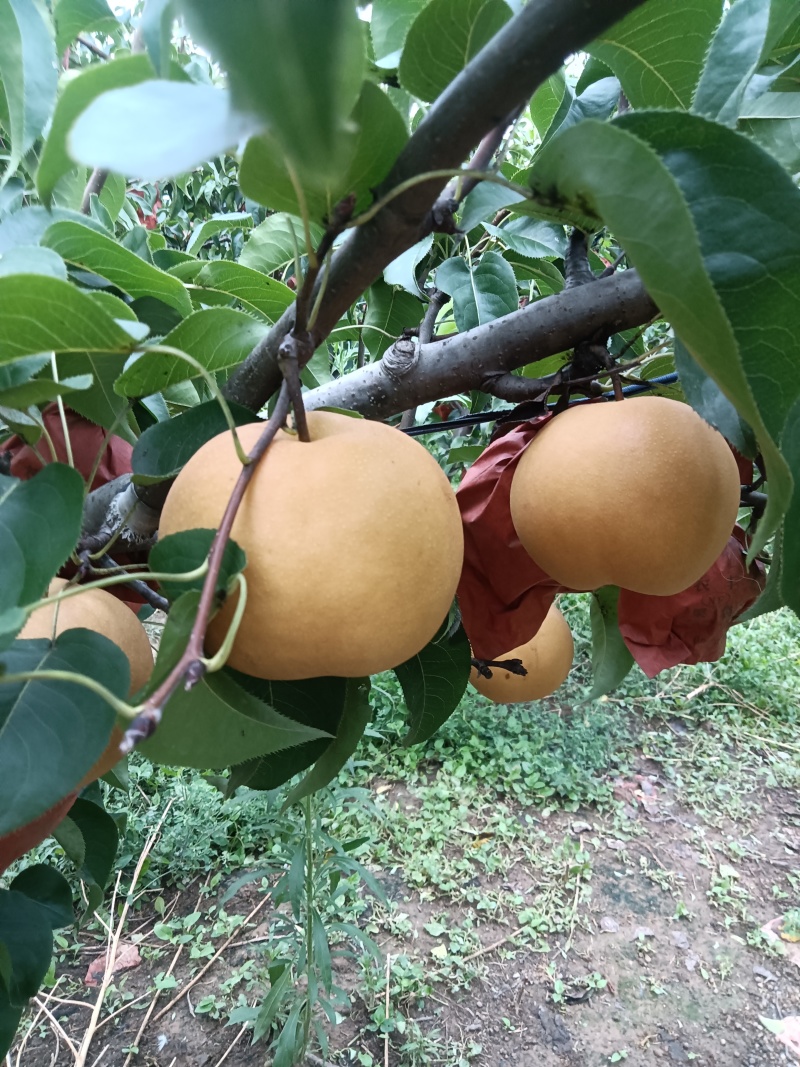 圆黄梨
