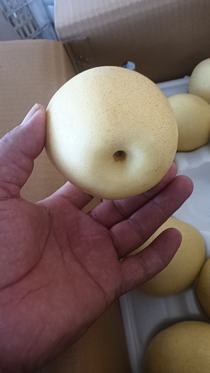一级筐装套网皇冠