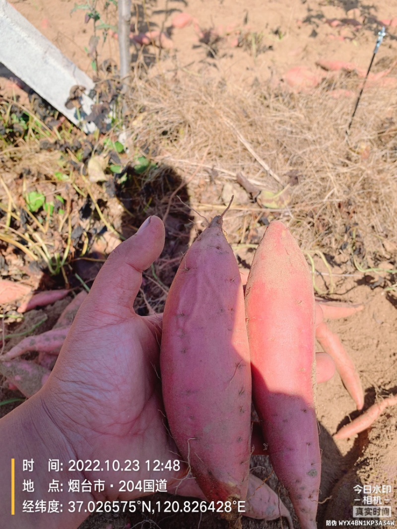 烟薯，产地直供，自产自销。供应各种