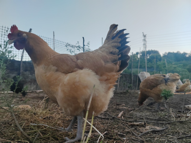 自家散养土鸡