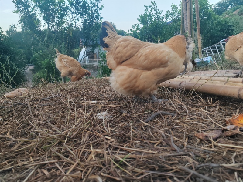 自家散养土鸡