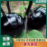 【精品】河北冷棚紫光圆茄大量上市.产地直发.质优价廉。