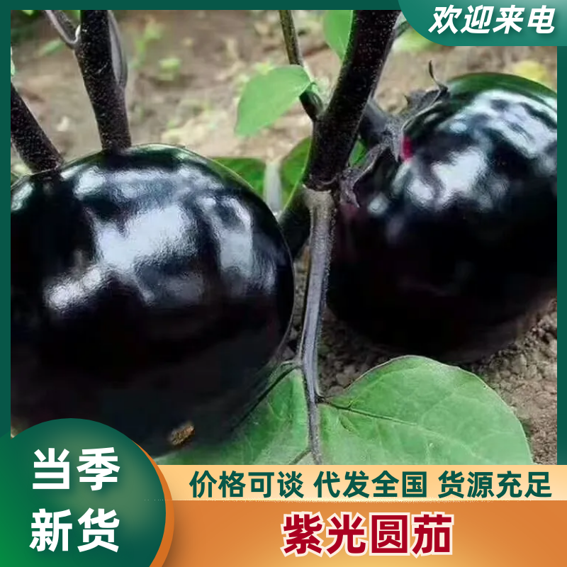 【精品】河北冷棚紫光圆茄大量上市.产地直发.质优价廉。