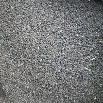 国产黑芝麻优质芝麻精品发货对接全国欢迎来电