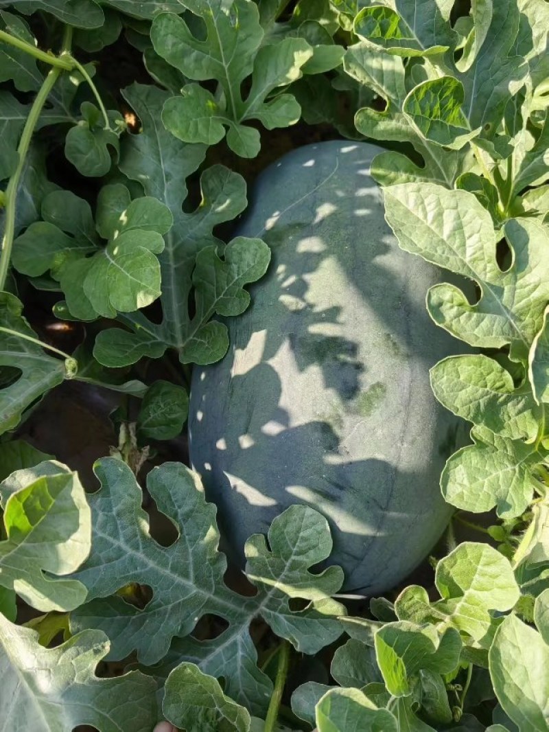 自生苗，生茬地种植个头基本上十三四斤，新拳王