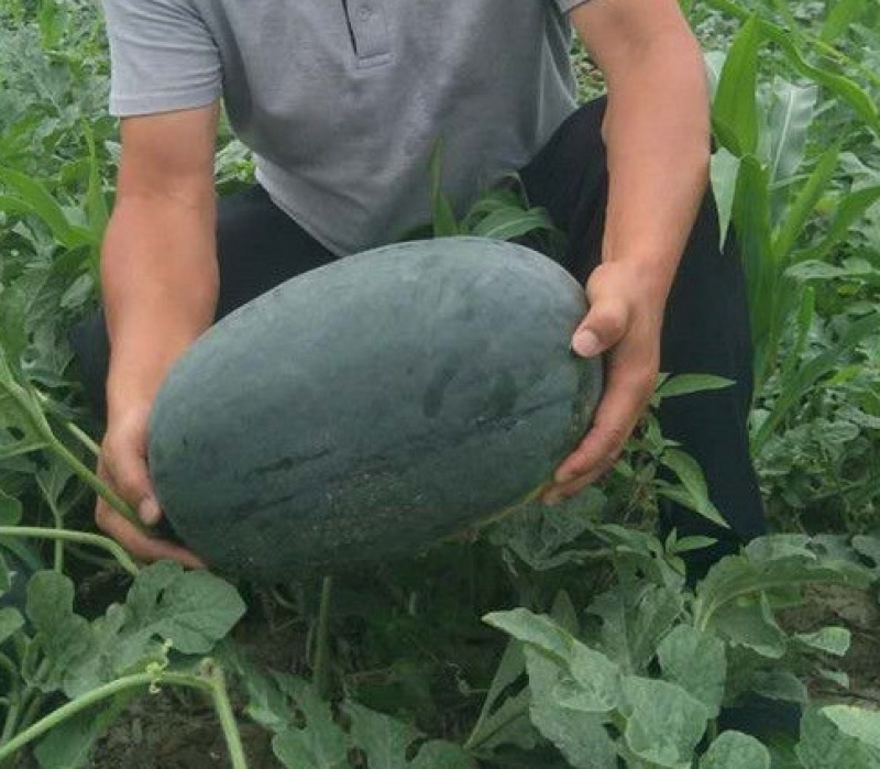 自生苗，生茬地种植个头基本上十三四斤，新拳王