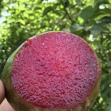 新疆贵族水果