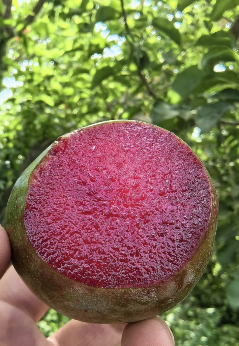 新疆贵族水果