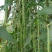 新鲜当天现摘翠绿豆角季豇豆腌制酸豆角蔬菜脆嫩泡菜鲜嫩批发