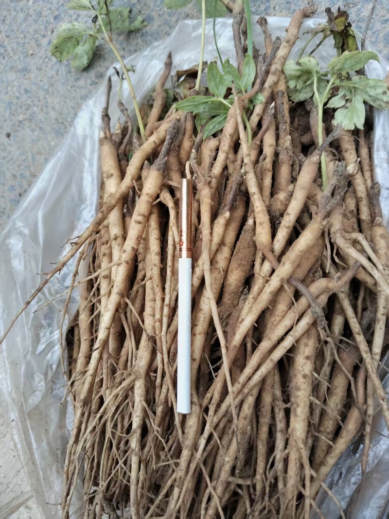 赤芍苗开始预售一年苗两年苗都有成活率高欢迎来电