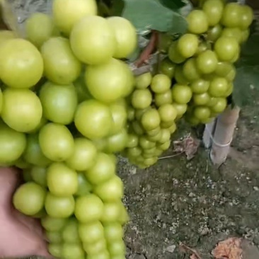 河北饶阳阳光玫瑰大量上市价格便宜