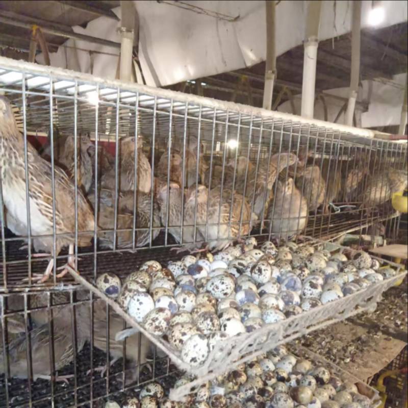 【热卖推荐】广东清水鹌鹑蛋厂家直发量大价优可线上下单