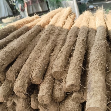 优质白玉大量出库，品优价廉，都是经过层层筛选的优质大通货