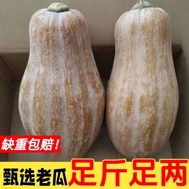 蜜本南瓜/湖北老南瓜/湖北蜜本南瓜/产区直发