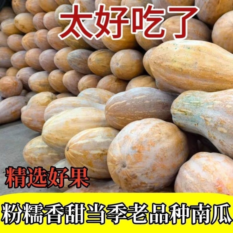 蜜本南瓜/湖北老南瓜/湖北蜜本南瓜/产区直发